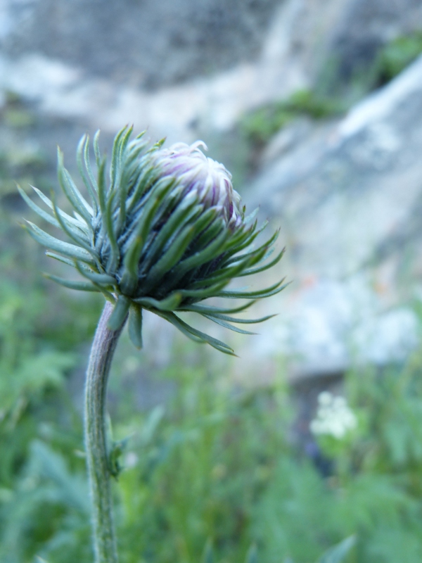 carduus defloratus.jpg