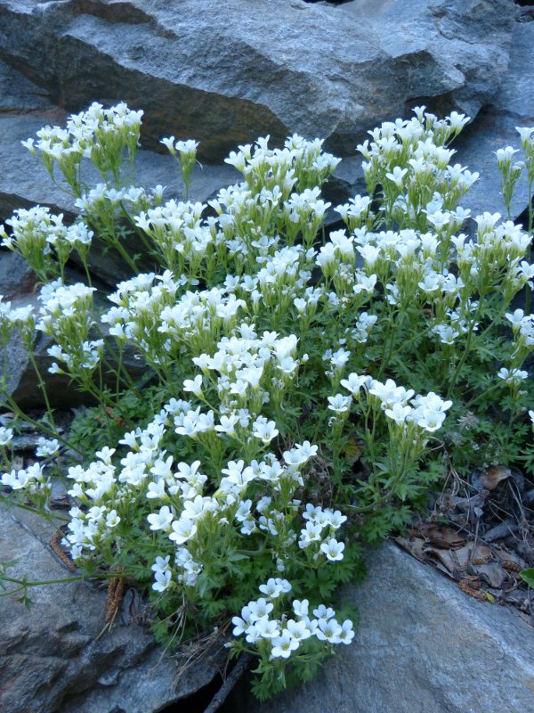 saxifraga garanioides.jpg