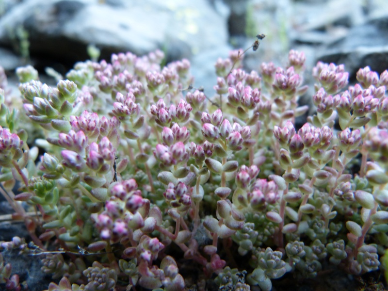 sedum.jpg