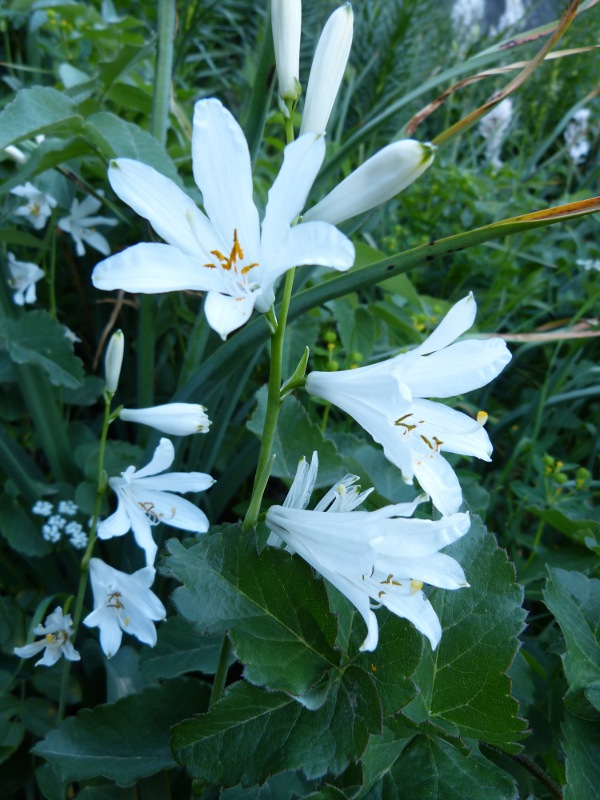 paradisea liliastrum.jpg