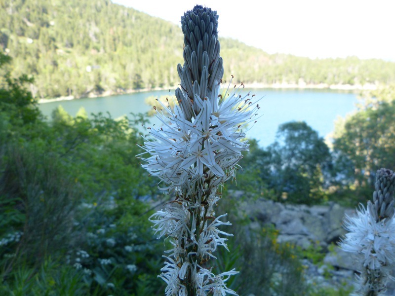 asphodelus albus.jpg