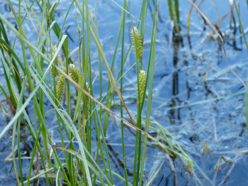 carex rostrata.jpg