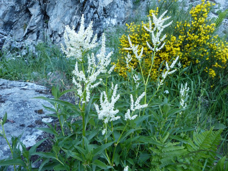 poligonum alpinum.jpg