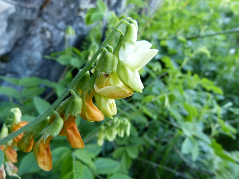 lathyrus laevigatus.jpg