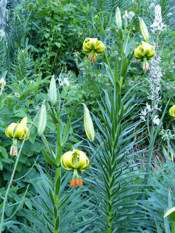 lilium pyrenaicum.jpg