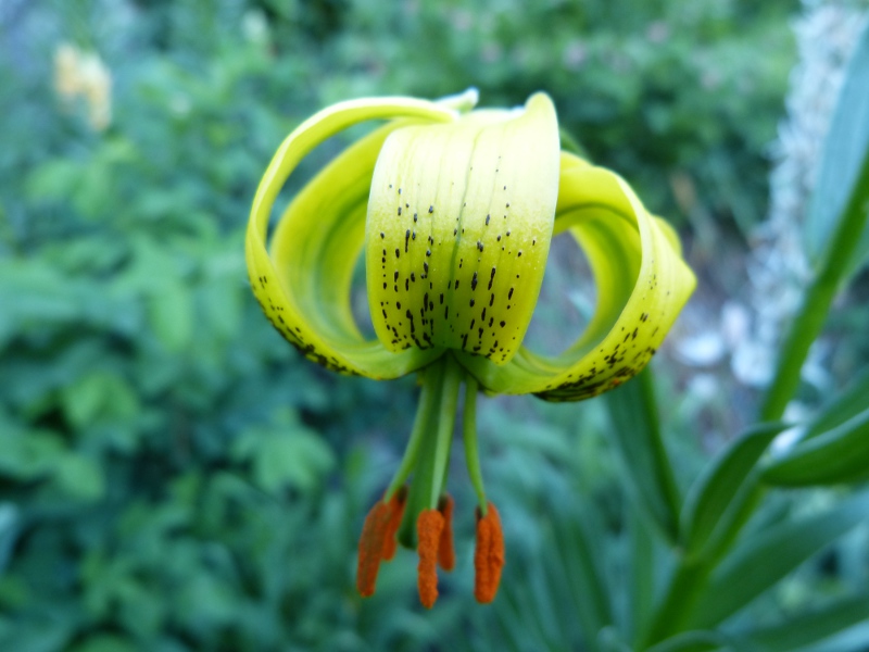 lilium pyrenaicum1.jpg