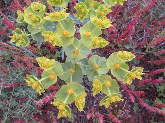 Euphorbia serrata - ff.jpg