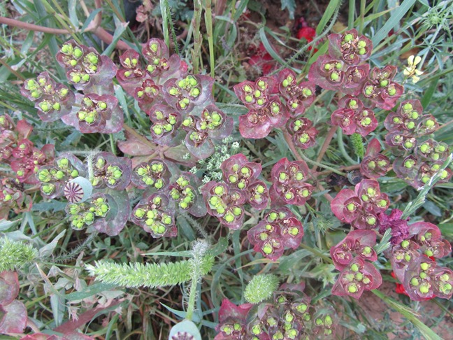 Euphorbia sp  ff.jpg