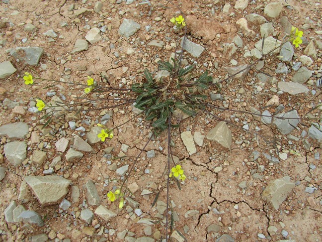 2 Brassica sp