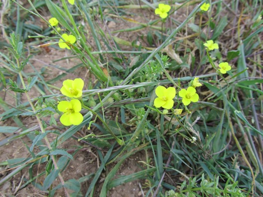 3 Diplotaxis tenuifolia ?