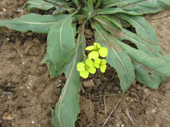 4 Brassica juncea ?