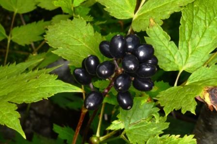 Actaea spicata-Actée en épis .jpg