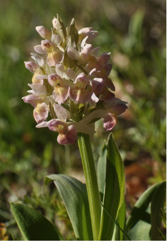 dactylorhiza sambucina.jpg