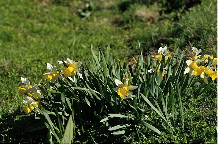 narcissus pseudo narcissus.jpg