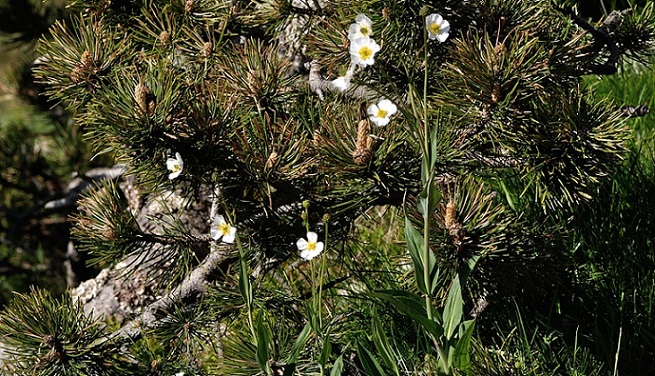 ranunculus amplexicaulis.jpg