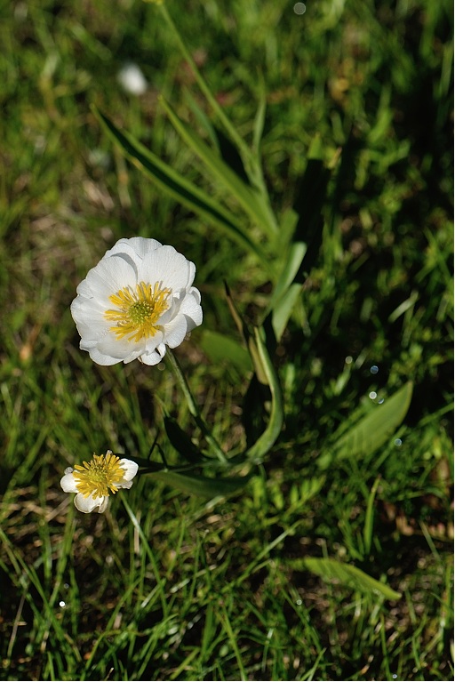 ranunculus angustifolius.jpg