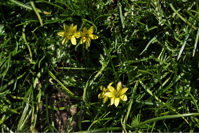 gagea villosa.jpg