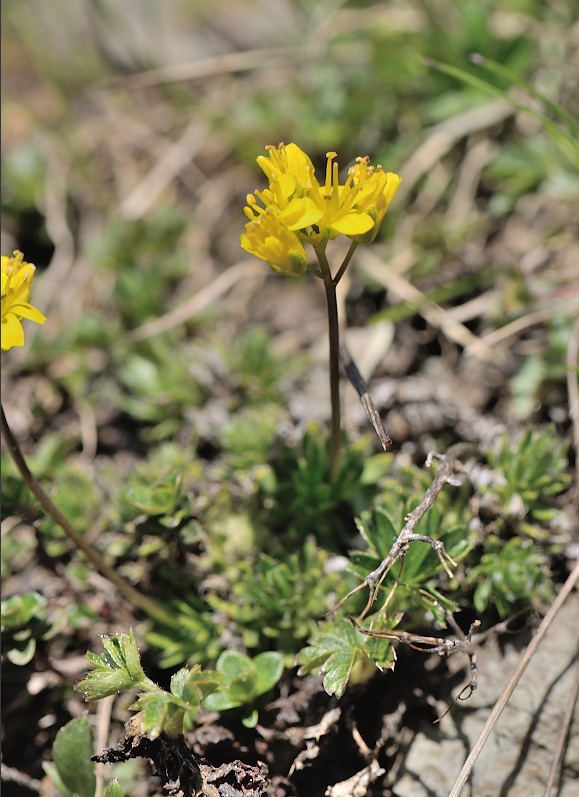 draba aizoides.jpg