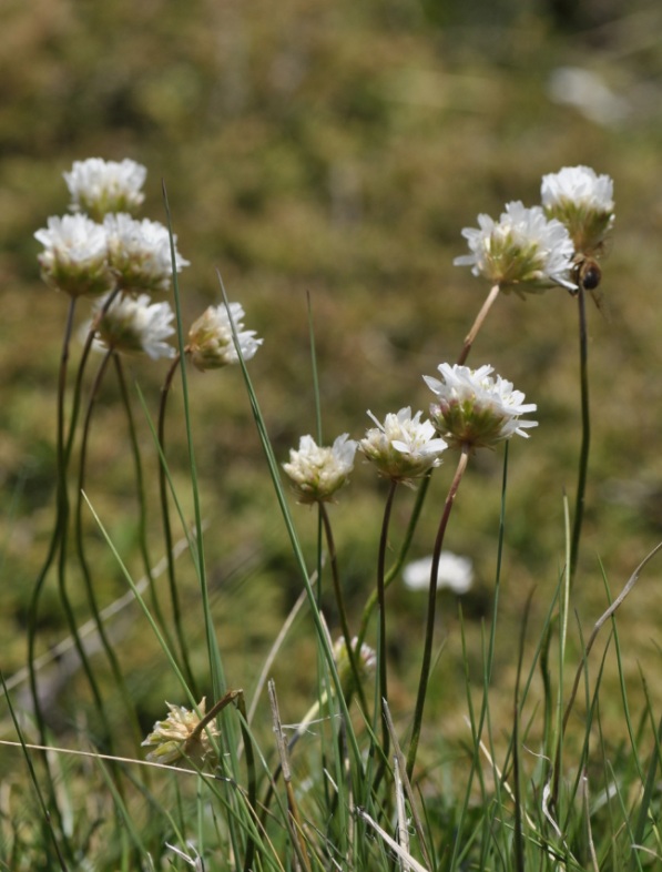 armeria pubinervis.jpg