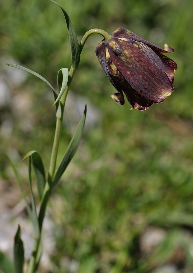 frittiliara meleagris.jpg