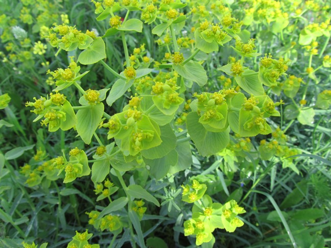 Euphorbia sp (6)  ff.jpg
