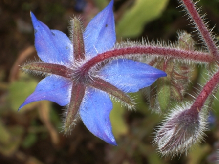 dessous de la fleur vu par dessus
