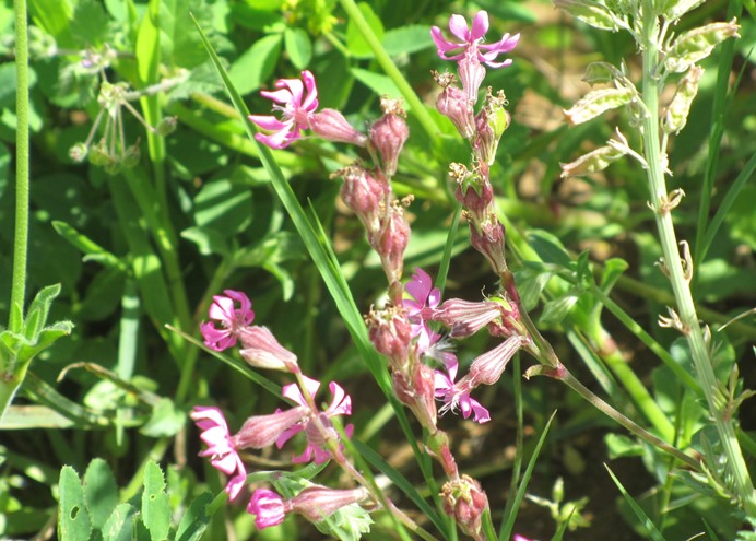 Silene colorata - vr (1).jpg