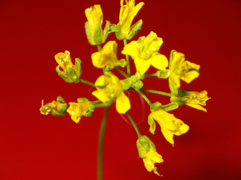 Les fleurs