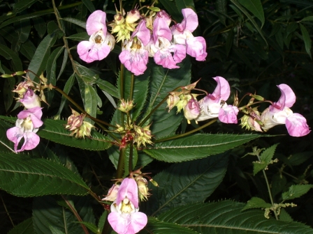 inflorescence