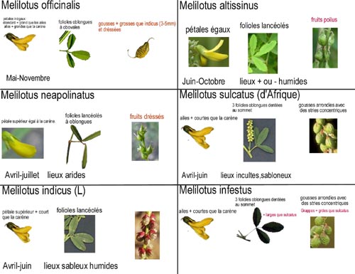 Melilotus -tableau2.jpg