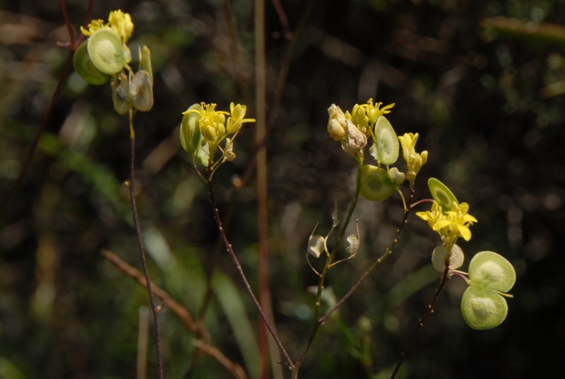 Biscutella laevigata.jpg