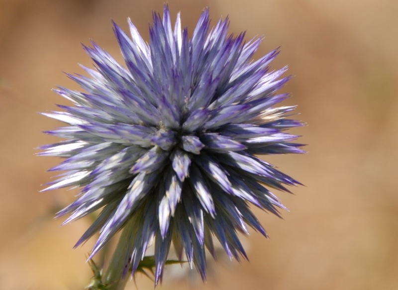Echinops  ritro.jpg