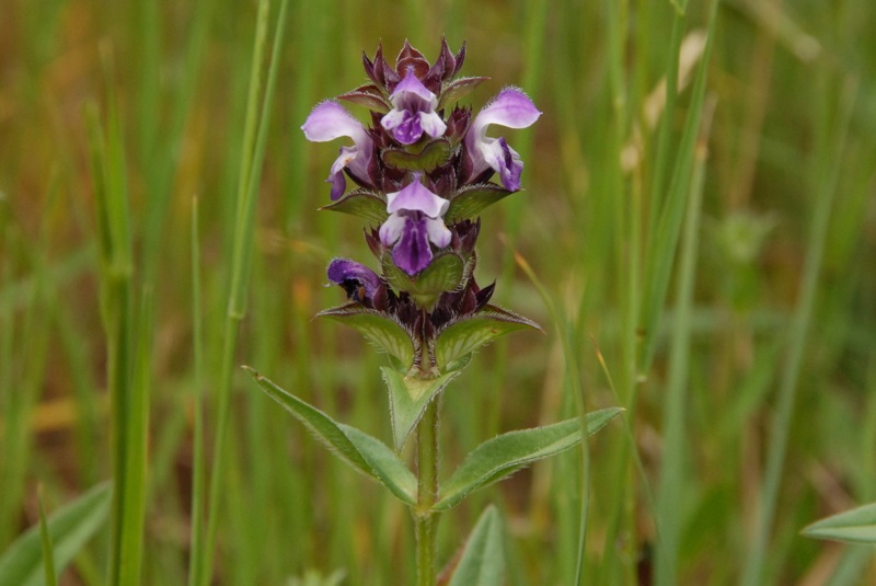 Prunella hyssopifolia.jpg