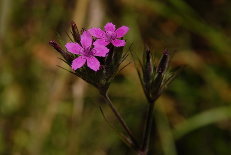 Dianthus armeria .jpg