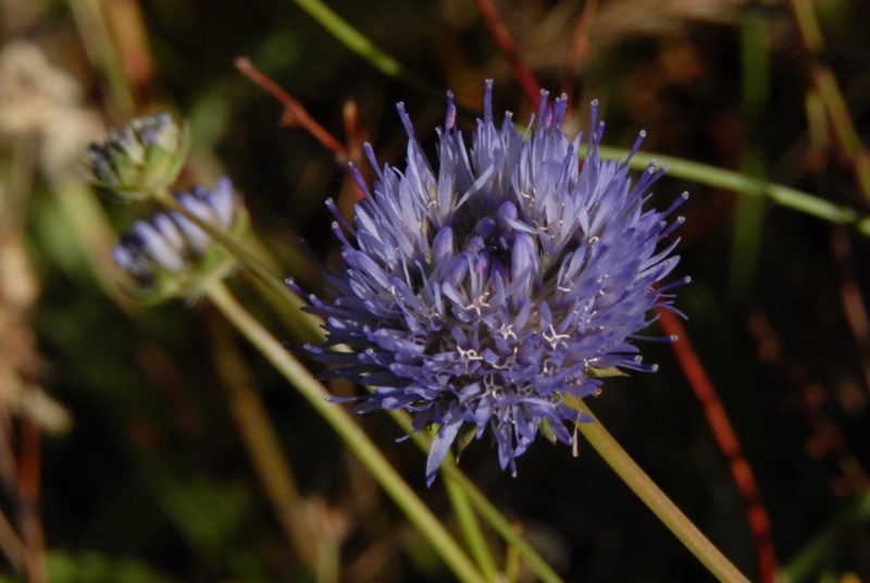 Jasione laevis.jpg