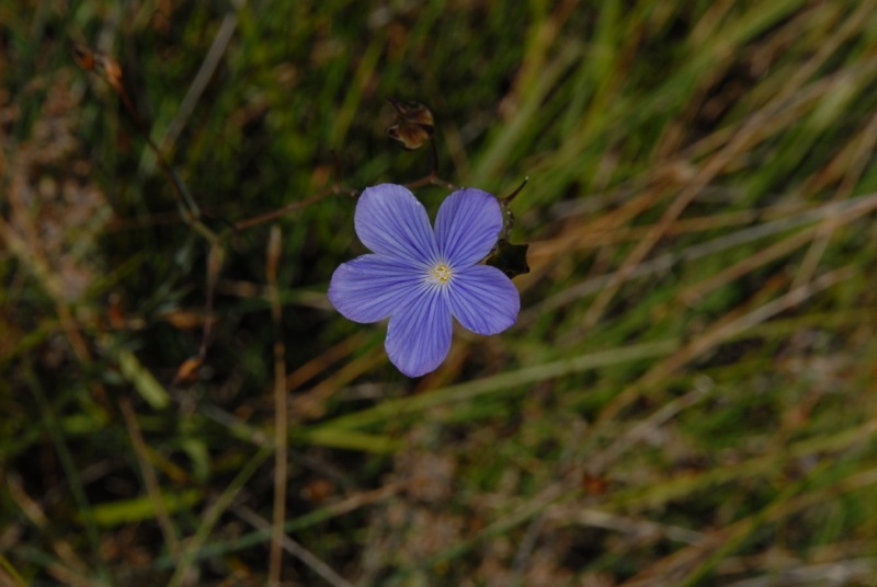 Linum narbonense.jpg