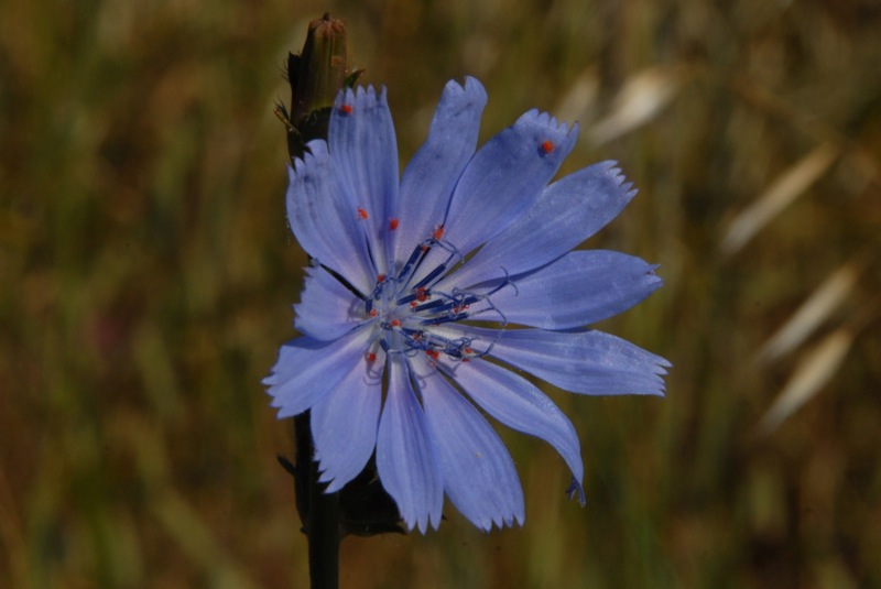 Cichorium intybus.jpg