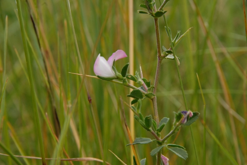 Ononis spinosa .jpg