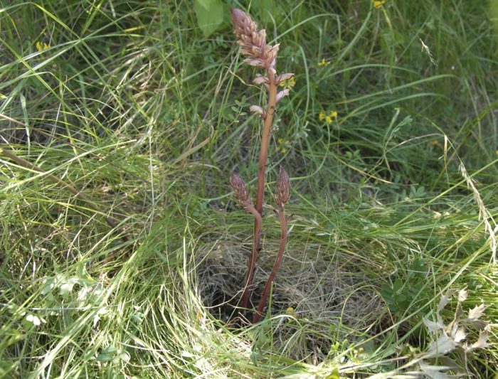 Orobanches crenata.jpg