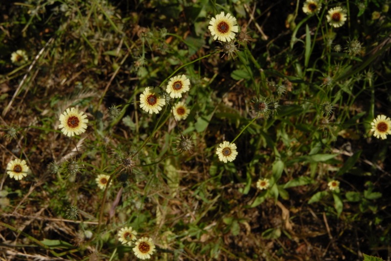 Tolpis barbata.jpg