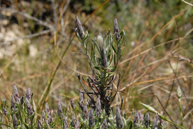 Staehelina dubia.jpg