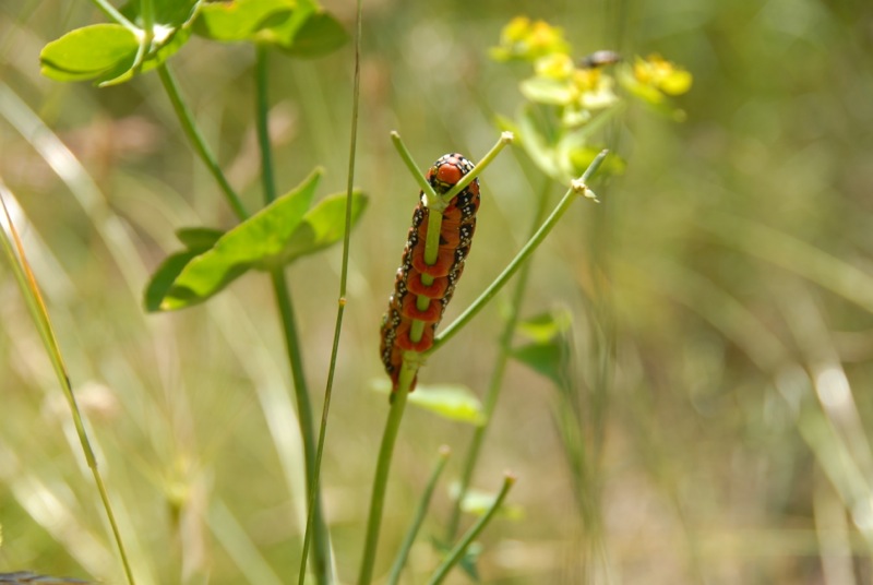 chenille sphinx euphorbe.jpg