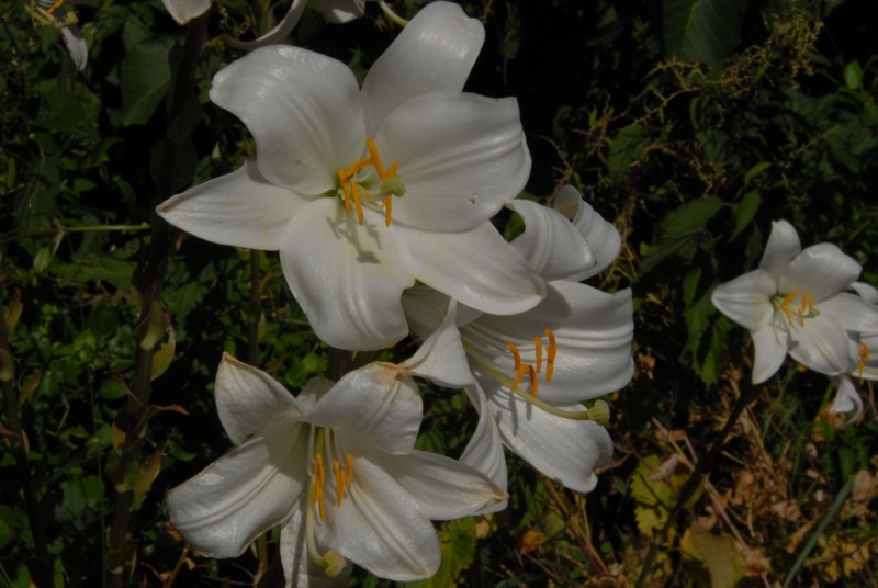 Lilium candidum.jpg