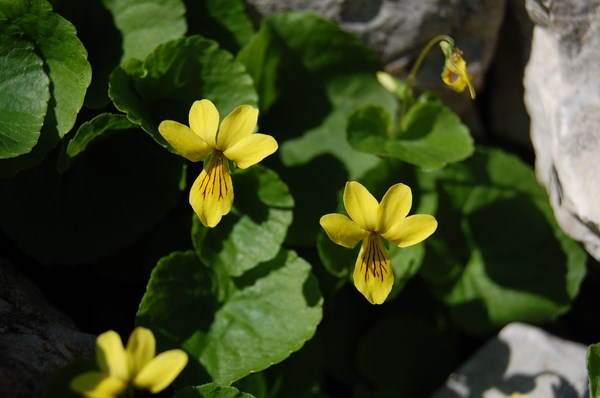 Viola biflora5 [1600x1200].JPG