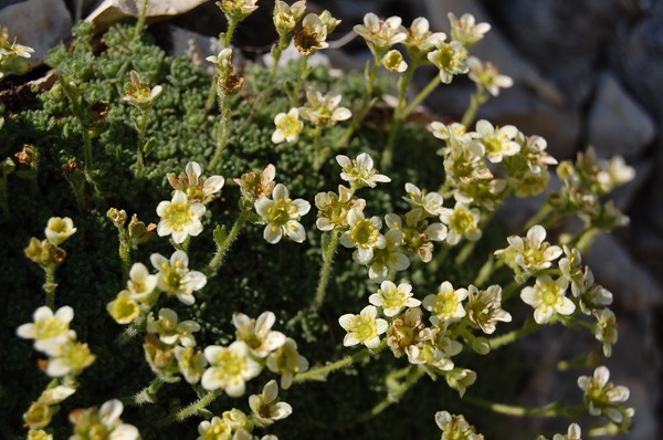 Saxifraga exarata delphinensis [1600x1200].JPG