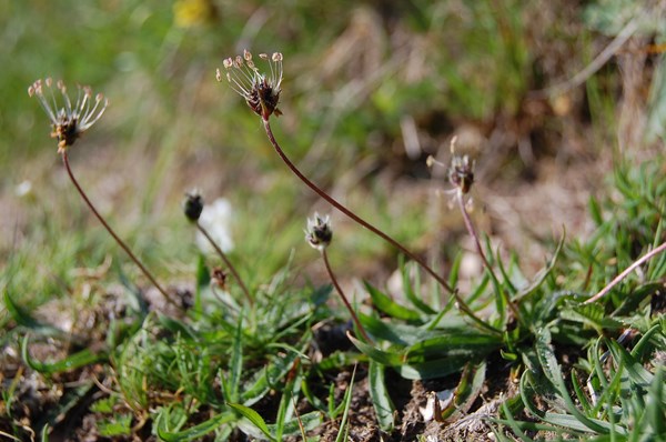 Plantago atrata atrata3 [1600x1200].JPG