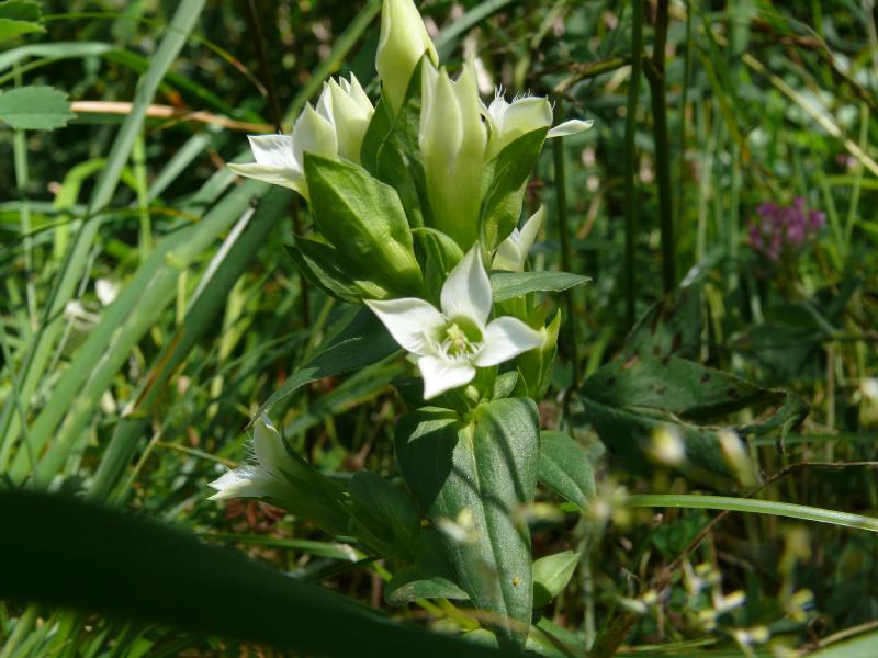 gentiana campestris a.jpg