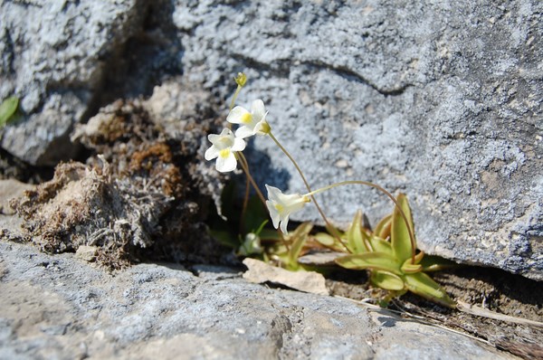 Pinguicula alpina2 [1600x1200].JPG