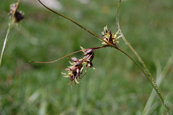 Luzula nutans (1) [1600x1200].JPG