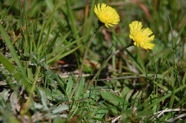 Hieracium lactucella [1600x1200].JPG